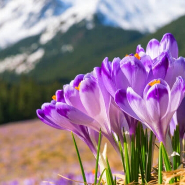 Крокуси на горі Кукул