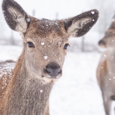 Экскурсия в сафари парк Медвино. Поездка на багги из Киева