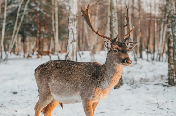 Картинка экопарк деревиль