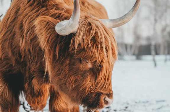 Картинка экскурсия на ферму буйволов 