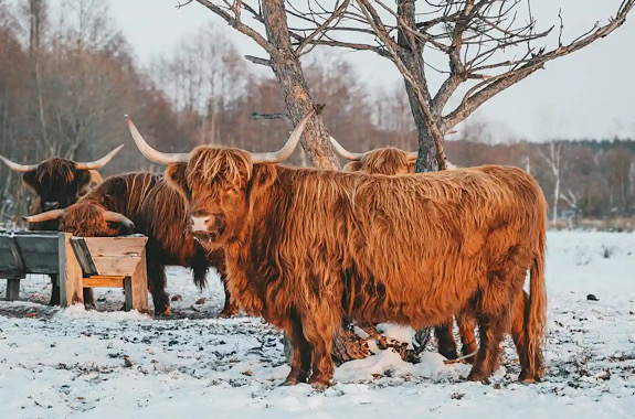 Картинка ферма буйволов 