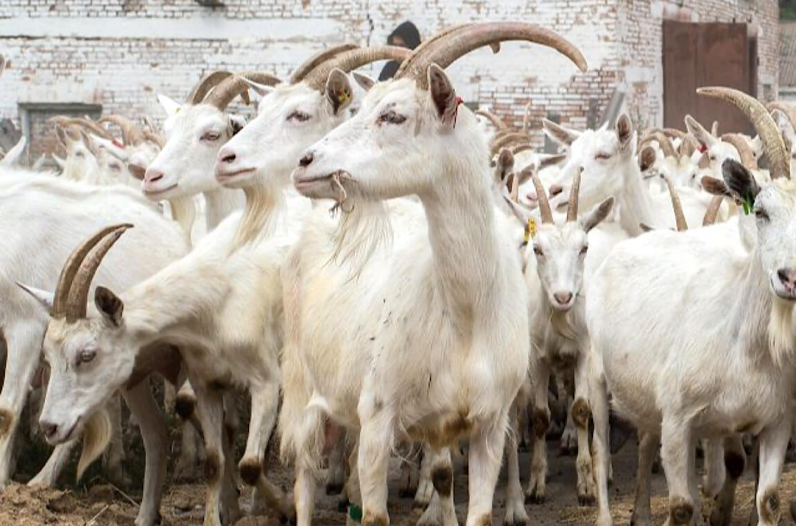 Зображення екскурсії на ферму