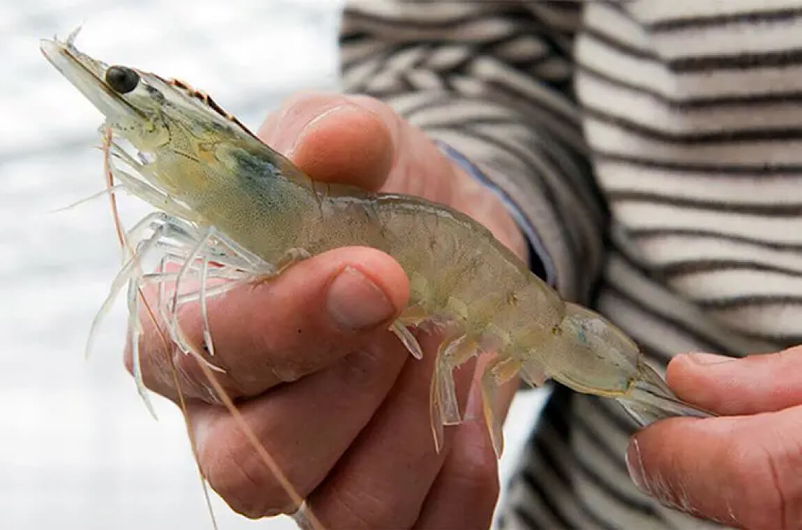 Зображення креветкової ферми