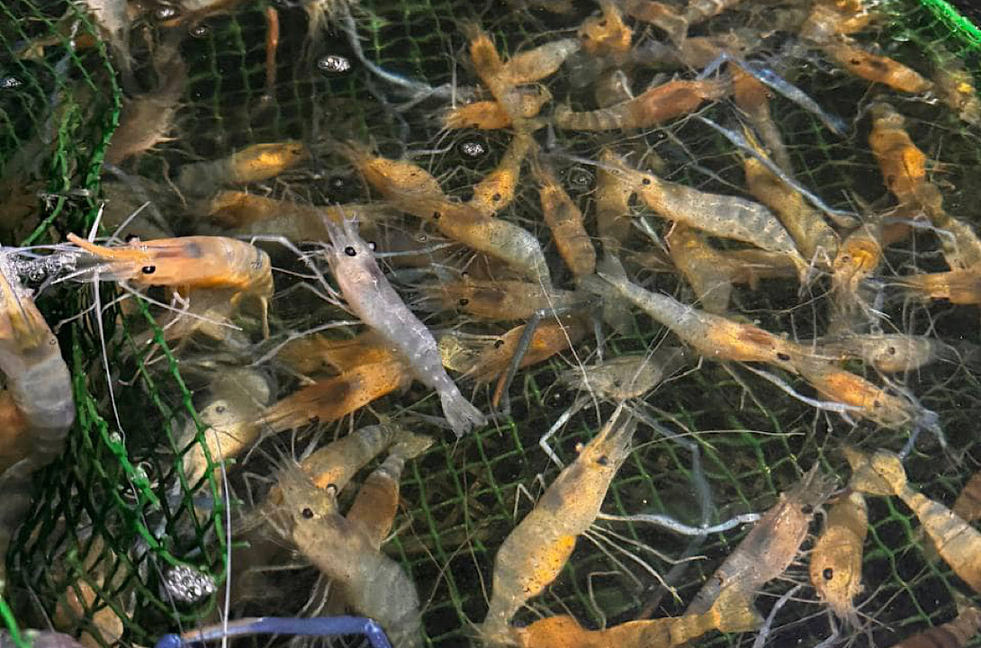 Зображення екскурсії на креветковій фермі