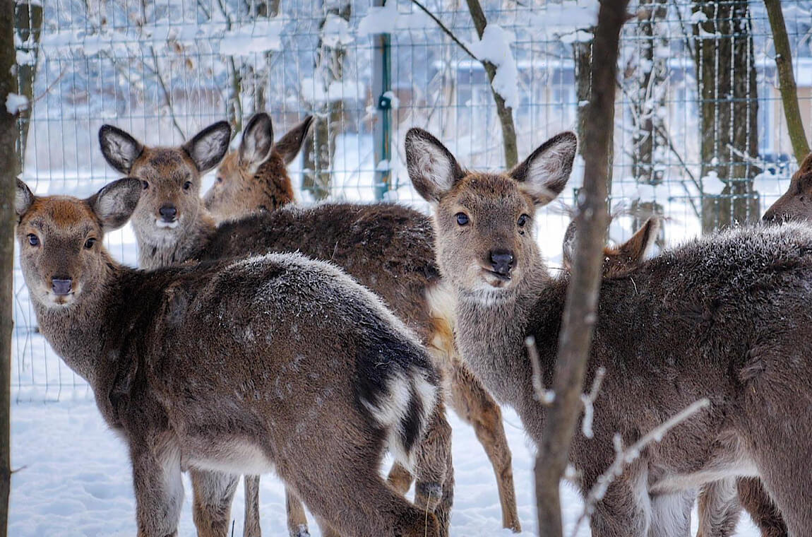 Картинка прогулянка еко-парком