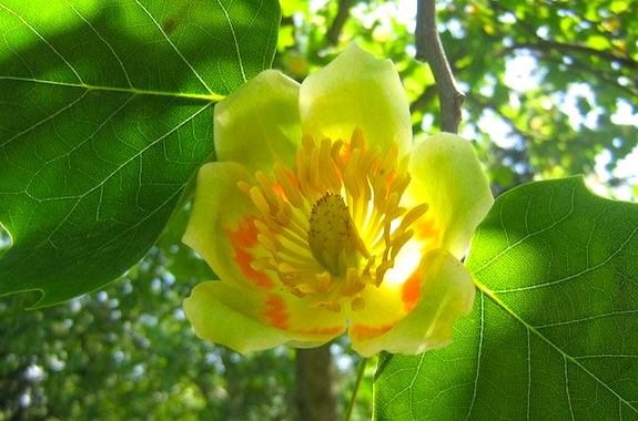 Картинка поездка в Софиевский парк весной