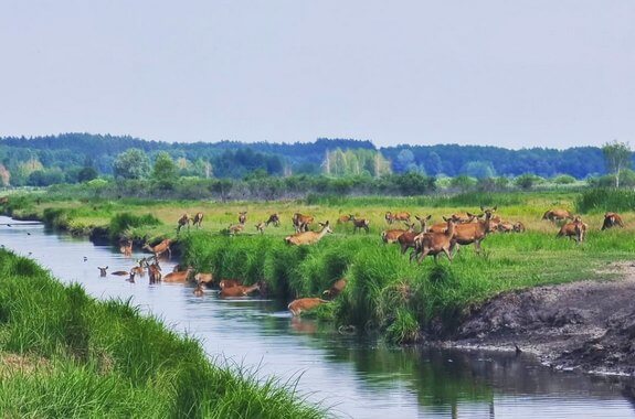 Картинка сафари парк