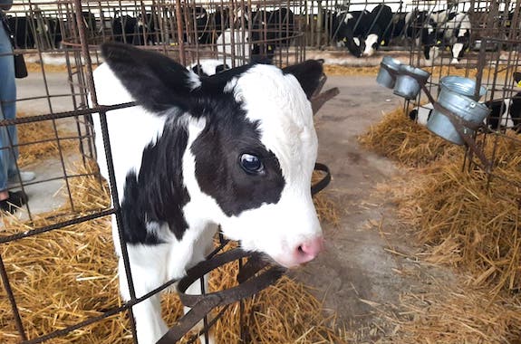 Фото поездка на молочную ферму
