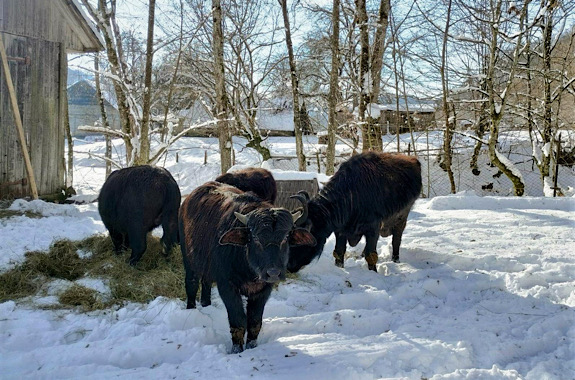 Картинка Карпатський буйвол